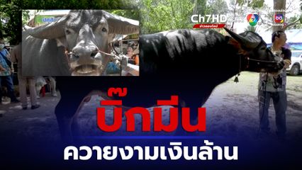 "บิ๊กมีน" ควายงามมากเมีย ขายน้ำเชื้อผสมพันธุ์กับตัวเมียมาแล้วไม่ต่ำกว่า 300 ตัว