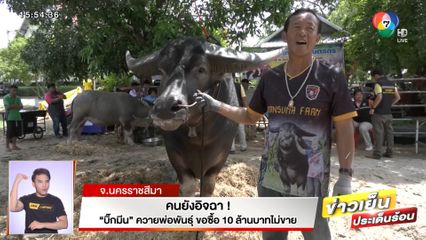 คนยังอิจฉา! บิ๊กมีน ควายพ่อพันธุ์ ขอซื้อ 10 ล้านบาท เจ้าของก็ไม่ขาย
