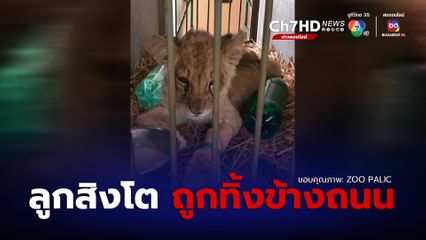 พบลูกสิงโตผอมโซ ถูกทิ้งไว้ข้างถนนในประเทศเซอร์เบีย