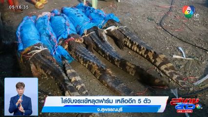 ไล่จับจระเข้หลุดฟาร์ม เหลืออีก 5 ตัว จ.สุพรรณบุรี