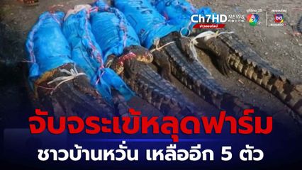 ไล่จับจระเข้หลุดฟาร์ม เหลืออีก 5 ตัว จ.สุพรรณบุรี