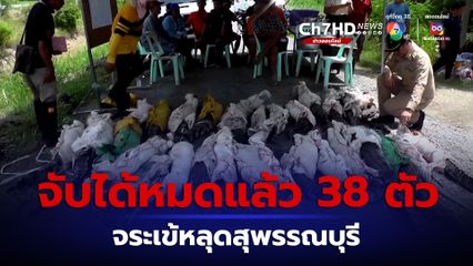 จับได้หมดแล้ว 38 ตัว จระเข้หลุดจากฟาร์มที่สุพรรณบุรี แต่ยังคงเฝ้าระวังอย่างต่อเนื่อง