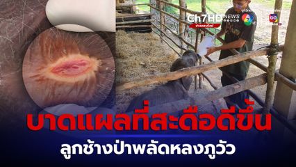 ลูกช้างป่าพลัดหลงภูวัวบาดแผลที่สะดือตื้นขึ้นและเล็กลง