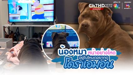 เอ็นดูน้องหมาแสนรู้ และขี้วีน กับมนุษย์แม่ทาสหมา อยากดูการ์ตูนโดราเอมอนเรื่องโปรด เตรียมผ้าเน่า เข้าที่ประจำ เปิดผิดชีวิตเกือบเปลี่ยน ส่งเสียงตำหนิเร่งเร้า