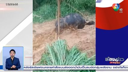 ช่วยชีวิตกระทิงป่าจมโคลน จ.นครราชสีมา