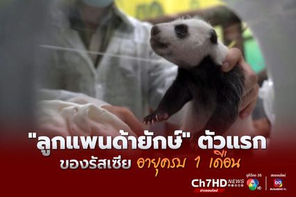 สวนสัตว์มอสโกเผยภาพลูกแพนด้ายักษ์ตัวแรกของรัสเซีย อายุครบ 1 เดือน