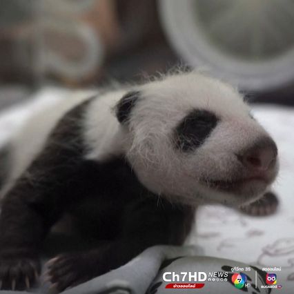 สวนสัตว์มอสโกเผยภาพลูกแพนด้ายักษ์ตัวแรกของรัสเซีย อายุครบ 1 เดือน