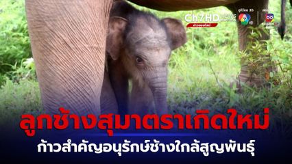 ลูกช้างสุมาตราเกิดใหม่ที่อินโดนีเซีย ก้าวสำคัญในการอนุรักษ์สายพันธุ์ช้างใกล้สูญพันธุ์ 
