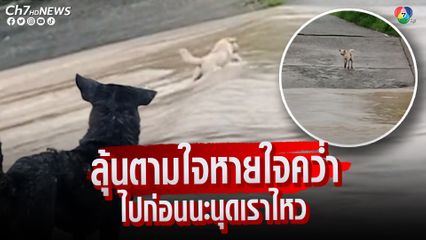 ลุ้นตามใจหายใจคว่ำ น้องหมาสู้ชีวิต ใจเด็ดเดินฝ่าน้ำไหลเชี่ยวข้ามไปอีกฝั่งแบบสุดจัด ไปก่อนนะนุดเราไหว
