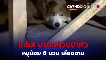 อุทาหรณ์ เด็กหญิง 6 ขวบ ถูกสุนัขพันธุ์บางแก้วขย้ำหัวเลือดอาบ 