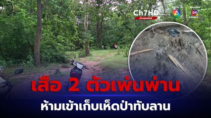 เสือ 2 ตัวเพ่นพ่านในป่าทับลาน จนท.ประกาศห้ามเข้าเก็บเห็ด