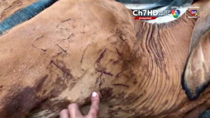 เสือ 2 ตัวเพ่นพ่านในป่าทับลาน จนท.ประกาศห้ามเข้าเก็บเห็ด