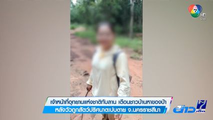 เจ้าหน้าที่อุทยานแห่งชาติทับลาน เตือนชาวบ้านหาของป่า หลังวัวถูกสัตว์ปริศนาตะปบตาย จ.นครราชสีมา