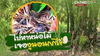 ตั้งใจไปหาหน่อไม้ แต่เจองูเหลือมนอนกกไข่