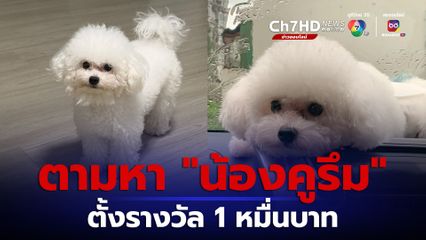 สาวโพสต์ตามหาสุนัขสุดที่รัก น้องคูรึม ประกาศให้สินน้ำใจ 10,000 บาท