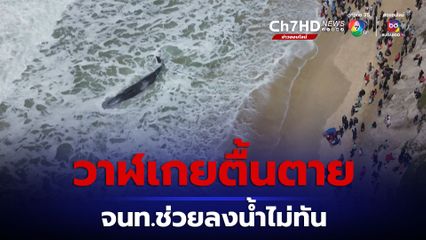 วาฬหัวทุยเกยตื้นที่ชายหาดของบราซิล เจ้าหน้าที่ไม่สามารถช่วยไว้ได้ทัน ทำให้มันตายลง