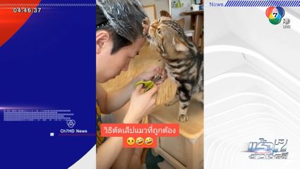 ไอเดียบรรเจิด! เทคนิคการตัดเล็บแมวที่ถูกต้อง