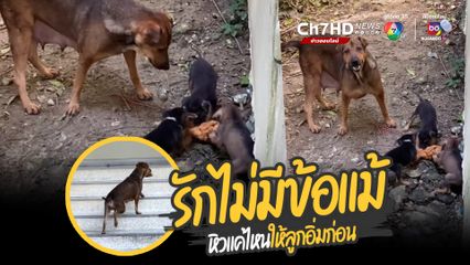 หมาจรจัดก็มีหัวใจ ความรักของแม่ยิ่งใหญ่เสมอ แม่หมาคาบโครงไก่ทอดเอาไปให้ลูกกิน แม่หิวทนได้ แต่ลูกๆ ห้ามอด