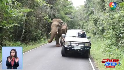 เตือนอันตราย ช้างพลายงาทอง ตกมันเดินกลางถนน จ.นครราชสีมา