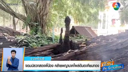 เช้านี้กับ บี กมลาสน์ : จอมปลวกสองพี่น้อง คล้ายพญานาคโผล่ต้นตะเคียนทอง จ.ปราจีนบุรี