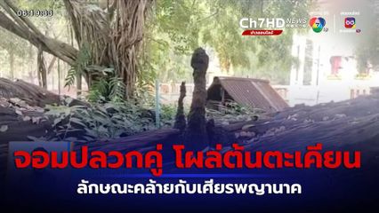 เช้านี้กับ บี กมลาสน์ : จอมปลวกสองพี่น้อง คล้ายพญานาคโผล่ต้นตะเคียนทอง จ.ปราจีนบุรี