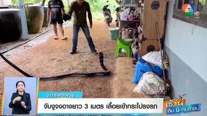 เช้านี้กับ บี กมลาสน์ : จับงูจงอางยาว 3 เมตร เลื้อยเข้ากระโปรงรถ จ.กำแพงเพชร