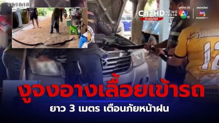 เช้านี้กับ บี กมลาสน์ : จับงูจงอางยาว 3 เมตร เลื้อยเข้ากระโปรงรถ จ.กำแพงเพชร