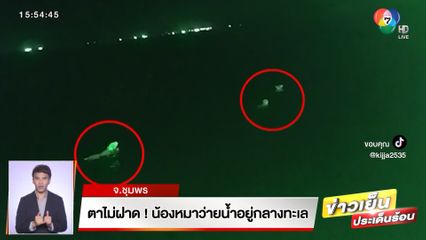 ตาไม่ฝาด! น้องหมาว่ายน้ำอยู่กลางทะเล จ.ชุมพร