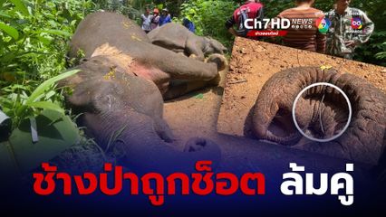 ชาวบ้านทำแนวรั้วไฟฟ้าป้องกันช้างป่ามาทำลายสวนทุเรียน ถูกไฟช็อต ล้มคู่