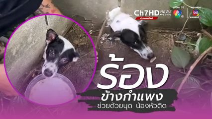 เสียงร้องข้างกำแพง นาทีชีวิต ช่วยน้องหมาหัวติดรูกำแพง หลังส่งเสียงร้องขอความช่วยเหลือจากคน