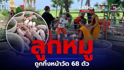 เจ้าของหนีหาย ปล่อยลูกหมูถูกทิ้งหน้าวัดกว่า 68 ตัว