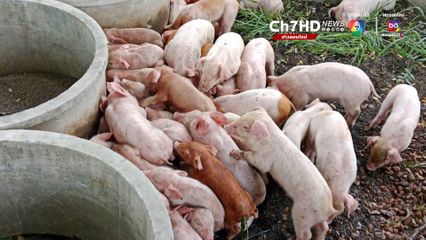เจ้าของหนีหาย ปล่อยลูกหมูถูกทิ้งหน้าวัดกว่า 68 ตัว