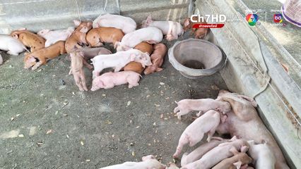 เจ้าของหนีหาย ปล่อยลูกหมูถูกทิ้งหน้าวัดกว่า 68 ตัว