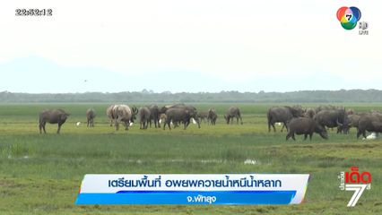 เตรียมพื้นที่ อพยพควายน้ำหนีน้ำหลาก จ.พัทลุง