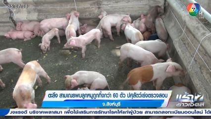 ตะลึง สามเณรพบลูกหมูถูกทิ้งกว่า 60 ตัว ปศุสัตว์เร่งตรวจสอบ จ.สิงห์บุรี
