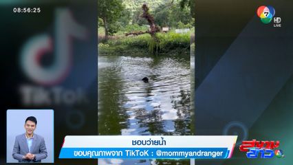 ภาพเป็นข่าว : ชอบว่ายน้ำ ไม่อยากเป็นแล้วหมา อยากเป็นปลามากกว่า
