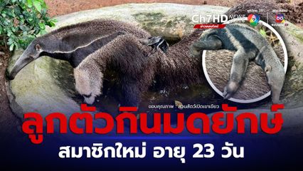 สวนสัตว์เปิดเขาเขียว อวดโฉมสมาชิกใหม่ ลูกตัวกินมดยักษ์ อายุ 23 วัน
