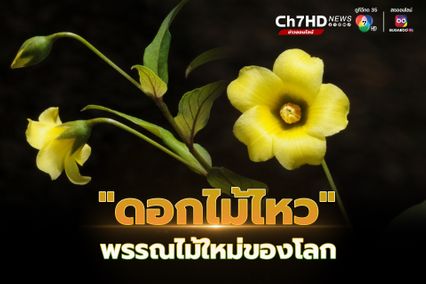 “ดอกไม้ไหว” พรรณไม้ชนิดใหม่ของโลก พบในไทย เก็บตัวอย่างพิสูจน์ได้ที่ ดอยสุเทพ จ.เชียงใหม่