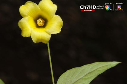 “ดอกไม้ไหว” พรรณไม้ชนิดใหม่ของโลก พบในไทย เก็บตัวอย่างพิสูจน์ได้ที่ ดอยสุเทพ จ.เชียงใหม่