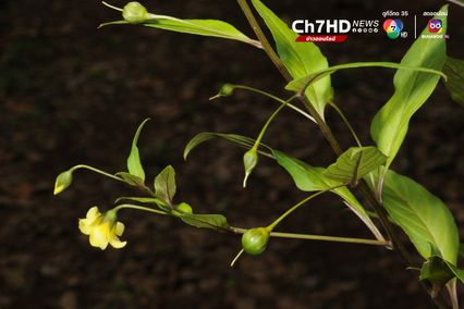 “ดอกไม้ไหว” พรรณไม้ชนิดใหม่ของโลก พบในไทย เก็บตัวอย่างพิสูจน์ได้ที่ ดอยสุเทพ จ.เชียงใหม่