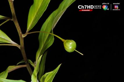 “ดอกไม้ไหว” พรรณไม้ชนิดใหม่ของโลก พบในไทย เก็บตัวอย่างพิสูจน์ได้ที่ ดอยสุเทพ จ.เชียงใหม่