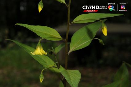 “ดอกไม้ไหว” พรรณไม้ชนิดใหม่ของโลก พบในไทย เก็บตัวอย่างพิสูจน์ได้ที่ ดอยสุเทพ จ.เชียงใหม่