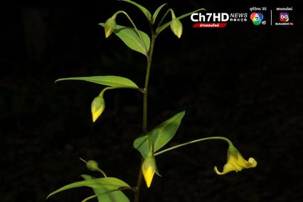 “ดอกไม้ไหว” พรรณไม้ชนิดใหม่ของโลก พบในไทย เก็บตัวอย่างพิสูจน์ได้ที่ ดอยสุเทพ จ.เชียงใหม่