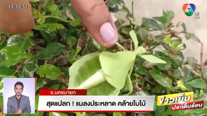 สุดแปลก! แมลงประหลาด คล้ายใบไม้ จ.นครนายก