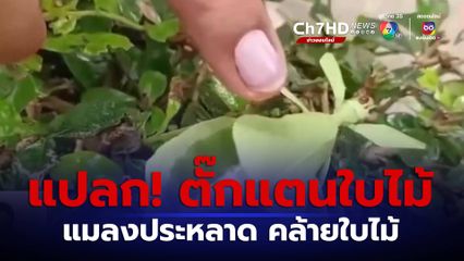 สุดแปลก! แมลงประหลาด คล้ายใบไม้ จ.นครนายก