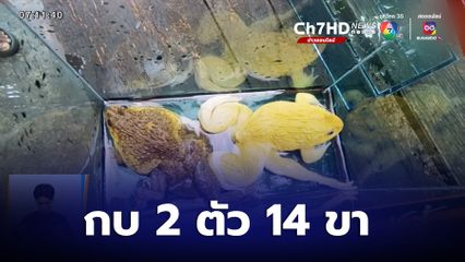 สุดพิลึก กบสีทองอร่าม 2 ตัว 14 ขา เชื่อให้โชคลาภ จ.นครราชสีมา