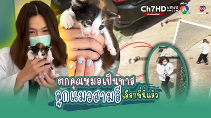 วาสนาน้องแมวพลัดหลง เลือกบ้านถูกที่ หล่นจากใต้ท้องรถหน้า รพ.สัตว์ คุณหมอรับจบ ตกเป็นทาสแมว