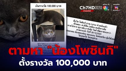 โพสต์ตามหาแมวสุดที่รัก น้องโพชินกิ ประกาศให้สินน้ำใจ 100,000 บาท