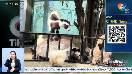 แพะขี่หลังเต่า