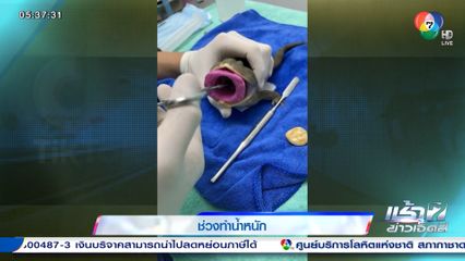 ช่วงทำน้ำหนัก! กบ bugget's frog กินหิน 7 ก้อน